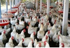 Ayam Pedaging