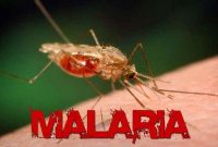 Pengertian Malaria Menurut Para Ahli