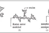 Metode Immobilisasi