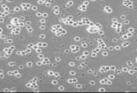 Gambar Saccharomyces cerevisiae